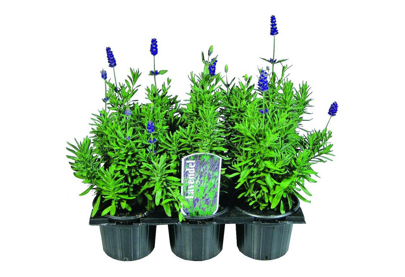 Kunstpflanze 42x Lavendel Künstliche Pflanzen Topf Kunstblumen Dekoration Strauß, Stichting Floricode von Stichting Floricode