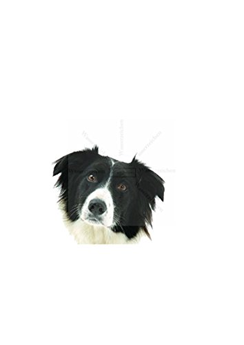 15cm! Aufkleber-Folie Wetterfest Made IN Germany Border Collie T03-UV&Waschanlagenfest-Auto-Sticker Decal Profi Qualität farbig Digital-Schnitt! von Sticker-Designs