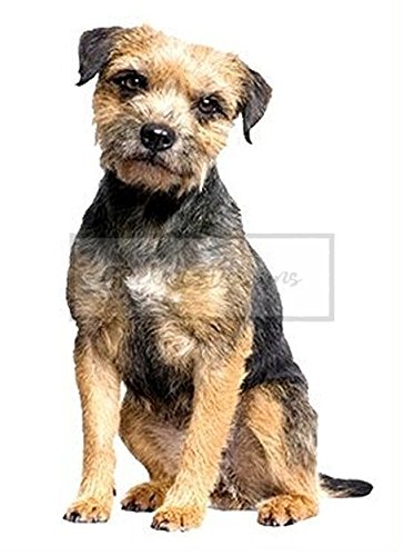 25cm! Aufkleber-Folie Wetterfest Made IN Germany Border Terrier TierB06-UV&Waschanlagenfest-Auto-Sticker Decal Profi Qualität farbig Digital-Schnitt! von Sticker-Designs