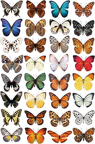 Schmetterling Fensteraufkleber zum Schutz vor Vogelschlag - 32 schöne Schmetterling Glassticker, doppelseitig und selbstklebend zum Schutz vor Vogelkollisionen von Stickers4