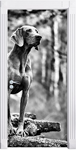 Stil.Zeit Möbel Monocrome, Edler Weimaraner im Wald als Türtapete, Format: 200x90cm, Türbild, Türaufkleber, Tür Deko, Türsticker von Stil.Zeit