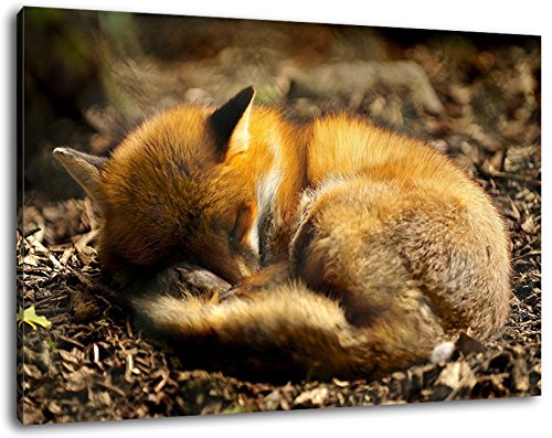 Fuchs schläft im Wald Format:100x70 cm Bild auf Leinwand bespannt, riesige XXL Bilder komplett und fertig gerahmt mit Keilrahmen, Kunstdruck auf Wand Bild mit Rahmen, günstiger als Gemälde oder Bild, kein Poster oder Plakat von Stil.Zeit