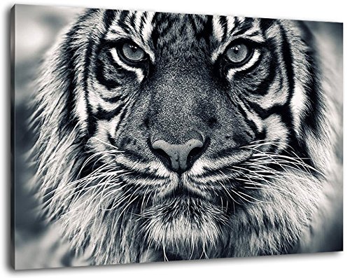 Tiger Schwarz/Weiß Format:100x70 cm Bild auf Leinwand bespannt, riesige XXL Bilder komplett und fertig gerahmt mit Keilrahmen, Kunstdruck auf Wand Bild mit Rahmen, günstiger als Gemälde oder Bild, kein Poster oder Plakat von Stil.Zeit