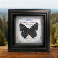 Echte Schmetterling Probe Ornament | Gerahmte Display Schreibtisch Dekor Oder Wandbehang Geschenk Für Schmetterling-Enthusiasten Echte Schmetterling Probe Ornament | Gerahmte Display Schreibtisch Dekor Oder Wandbehang Geschenk Für Schmetterling-Enthusiasten von StillStudioSpace
