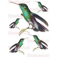 5 Kolibris Grün-Schwarz - Rub-On Sticker, Decalfolie; Papieretikett, Klebefolie Auf A4 | Diy Dekor Für Fliesen, Möbel, Textilien, Kunststoff 5 Kolibris Grün-Schwarz - Rub-On Sticker, Decalfolie; Papieretikett, Klebefolie Auf A4 | Diy Dekor Für Fliesen, Möbel, Textilien, Kunststoff von StoeberlustKreativ