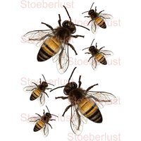 Rub On Oder Decal Bienen | 6 | 12 | 24 | 48 A 4 Wasserschiebefolie Laser Wasserfest Hintergrund Transparent Möbeltattoo Abziehbild von StoeberlustKreativ