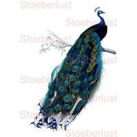 Shabby Chic Vintage Pfau, Decal, Wasserschiebefolie Wasserfest Transferfolie, Möbel, Papier, Verschiedene Größen Möbeltattoo von StoeberlustKreativ