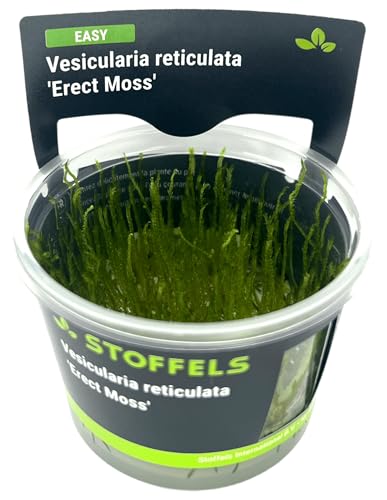 Stoffels Vesicularia reticulata 'Erect Moss' in-vitro von Stoffels
