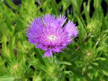 Kornblumenaster 'Klaus Jelitto', Stokesia laevis 'Klaus Jelitto', Topfware von Stokesia laevis 'Klaus Jelitto'