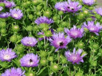 Kornblumen-Aster 'Mels Blue', Stokesia laevis 'Mels Blue', Topfware von Stokesia laevis 'Mels Blue'
