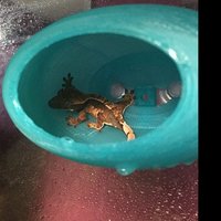 stroodie Juvenile Bubbleloft | Inklusive Saugnäpfe von Stroodies