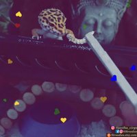 stroodies Pinzette Zum Füttern Von Geckos von Stroodies
