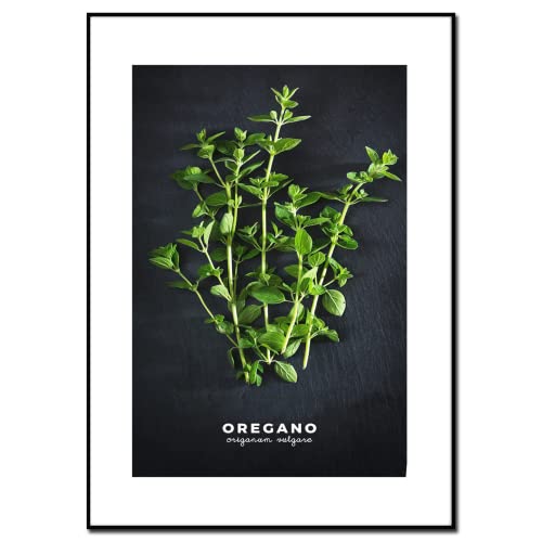 Bilder Küche | Motiv Oregano 50 x 70 cm | Das Oregano Gewürz im klassisch-eleganten Look auf Schwarz | Küchenbilder Deko | Vintage Wanddeko Poster Kräuter Küchenbild von Styler