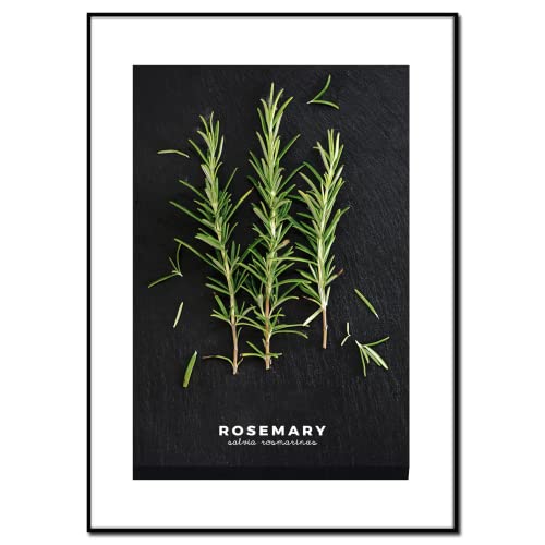 Bilder Küche Motiv Rosemary 50 x 70 cm | Das Rosmarin Gewürz im klassisch-eleganten Look auf Schwarz | Küchenbilder Deko | Vintage Wanddeko Poster Kräuter Küchenbild von Styler