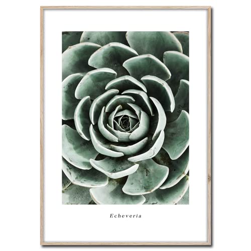 Styler Rahmenbild Echeveria | Artbox Wandbild | Bild mit Holz Rahmen Optik Framepic | Pflanze aus Mexico Zimmerpflanze XXL Aufnahme | Wohnzimmer Schlafzimmer Büro | grün weiß schwarz | 50x70 cm von Styler