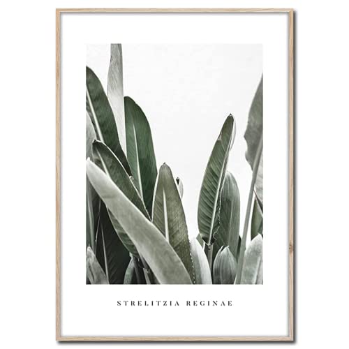 Rahmenbild Strelitzia | Artbox Wandbild | Bild mit Holz Rahmen Optik Framepic | Strelitzie Pflanze aus Südafrika Blätter XXL Aufnahme | Wohnzimmer Schlafzimmer Büro | grün weiß grau | 50x70 cm von Styler