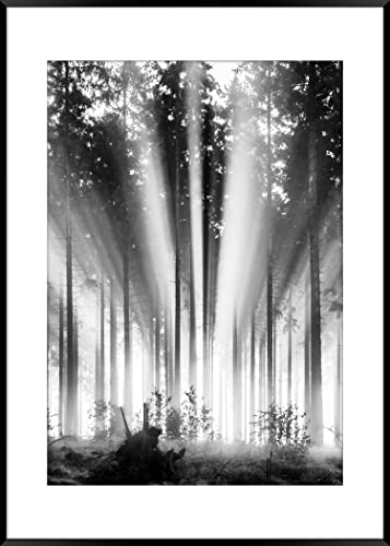 STYLER Rahmenbild Fog and Sun 50 x 70 cm | Artbox Die Schönheit der Natur in einem lichtdurchfluteten Wald schafft mit klassischer Farbgebung eine gemütliche Raumatmosphäre Wohnzimmer schwarzweiß von STYLER