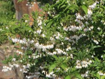Japanischer Storaxbaum / Japanischer Schneeglöckchenbaum, 100-125 cm, Styrax japonica, Containerware XXL von Styrax japonica