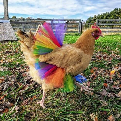 Sucritude Kleidung Für Hühner, Lustige Regenbogen Hühnerkleidung, Haustier Outfit Für Hunde Enten Gänse Weihnachten Halloween Festival Party Auftritt Cosplay Fotos von Sucritude