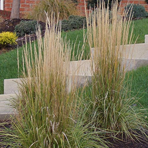 6er-Set Reitgras 'Karl Förster' - Calamagrostis Acutiflora: Der Gartenriese im 9x9cm Topf. von Sudsty