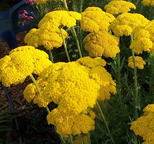 Gold Schafgarbe Goldgarbe 1000 seedsCottage Gärten CombSH A68 von Sudsty
