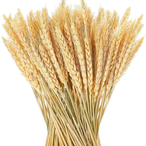 Sujurio 100 Stück Packung Natürliche Weizenähren Getrocknete Blumen Heimdekoration Tisch Hochzeit Herbstdekoration Pflanzenstrauß von Sujurio