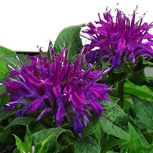 Sump 100 Stück Goldmelisse Blumensamen für schönen Garten Lila von Sump