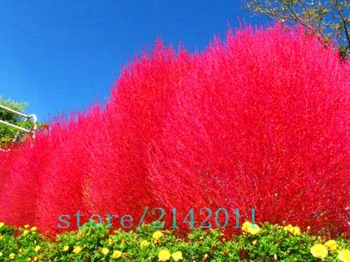 Sump 200pcs Bush Kochia Scoparia Grassamen für schöne Garten rot von Sump