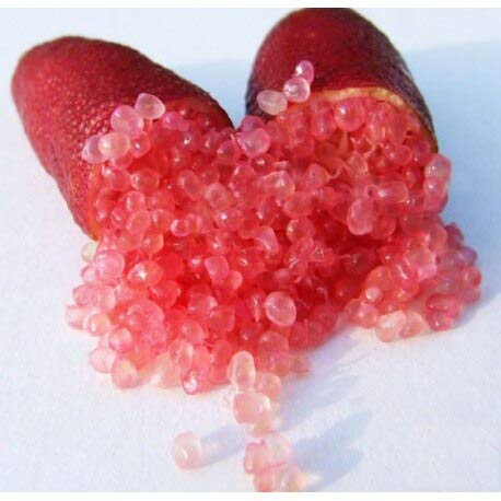 Sump 20Pcs Limes Citrus Granatapfel Fruchtsamen Rot von Sump