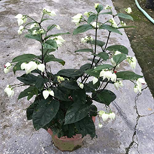 Sump Fresh 100 PCS Clerodendrum Thomsonae hängende Blumensamen zum Pflanzen von Weiß 2 von Sump