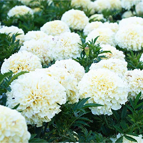 Sump Fresh 100 PCS Ringelblume Blumensamen zum Pflanzen von Weiß von Sump