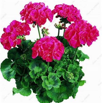 Sump Fresh 100 Pcs Geranium Flower SEED zum Pflanzen von Dark Pink von Sump