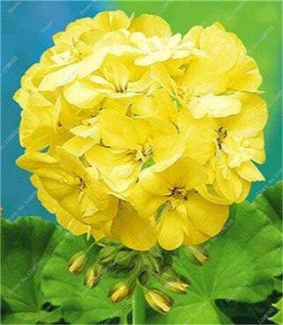 Sump Fresh 100 Pcs Geranium Flower SEED zum Pflanzen von Gelb von Sump