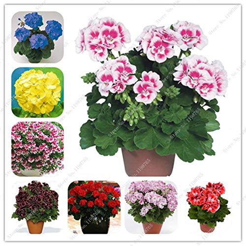 Sump Fresh 100 Pcs Geranium Flower SEED zum Pflanzen von Mehrfarben von Sump