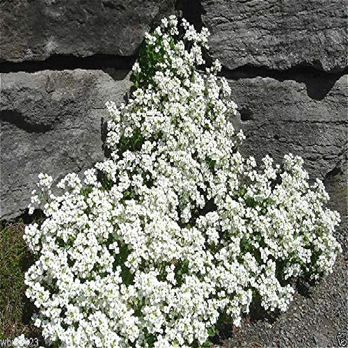 Sump Fresh 100 Stück Aubrieta Rock Cascade Flower SEEDS zum Pflanzen von Weiß von Sump