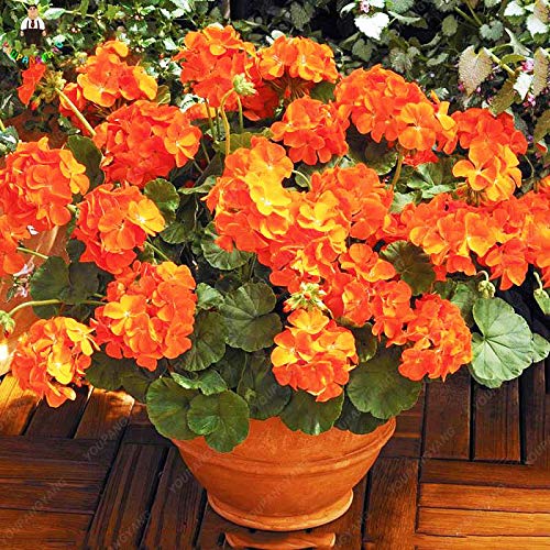 Sump Fresh 50pcs Geranium Flower SEED zum Pflanzen von Orange von Sump