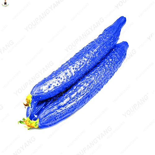 Sump Frische 100 Stück Gurke Gemüsesamen für die Bepflanzung Blau von Sump