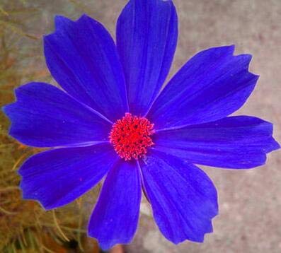Sump Frische 50pcs Blumensamen Kosmos zum Anpflanzen Blau von Sump
