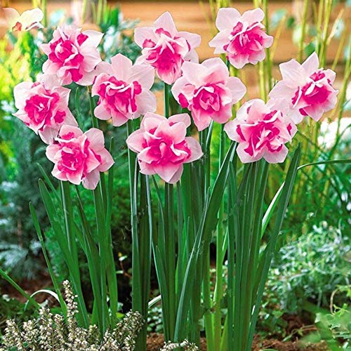 Sumpf Frische 100 Stück Narzissen (nicht Narzissen Zwiebeln) Blumensamen zum Pflanzen von Pink von Sump