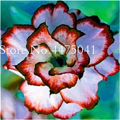 Sumpf frisch 1 Stück Desert Rose Adenium Obesum Blumensamen zum Pflanzen Dunkelorange Weiß von Sump