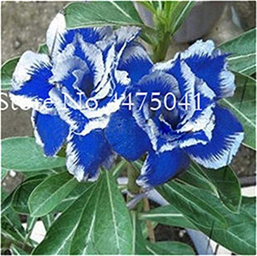 Sumpf frisch 1 Stück Wüstenrose Adenium Obesum Blumensamen zum Pflanzen Weißblau von Sump