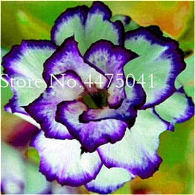 Sumpf frisch 1 Stück Wüstenrose Adenium Obesum Blumensamen zum Pflanzen von Blauweiß von Sump