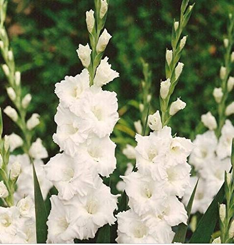 Sumpf frisch 10 Stück Gladiolen Blumensamen zum Pflanzen von Weiß von Sump