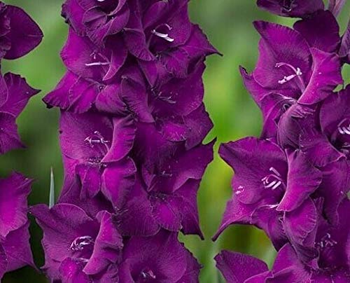 Sumpf frisch 10 Stück Gladiolen Blumensamen zum Pflanzen von dunklem Veilchen von Sump