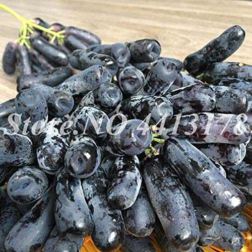 Sumpf frisch 10 Stück Trauben Obst Samen zum Pflanzen von Schwarz von Sump