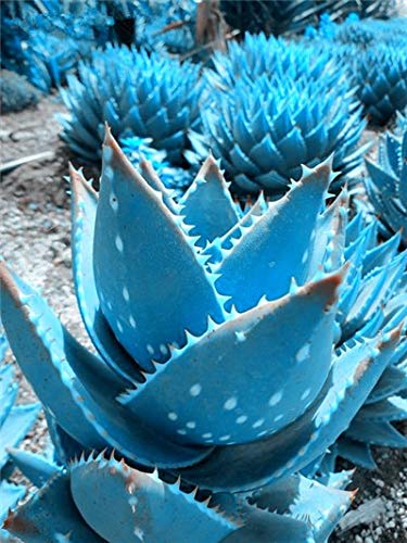 Sumpf frisch 100 Stück Aloe Vera Pflanze SAMEN zum Pflanzen Himmelblau 1 von Sump