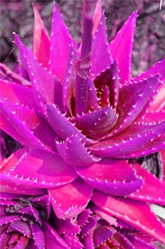 Sumpf frisch 100 Stück Aloe Vera Pflanze Samen zum Pflanzen Pink von Sump