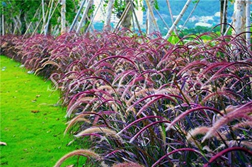 Sumpf frisch 100 Stück Alopecuroides mehrjährige Pflanzensamen zum Pflanzen von Rosa von Sump