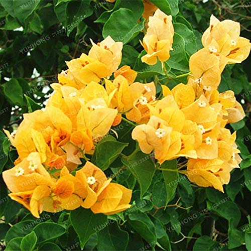 Sumpf frisch 100 Stück Bougainvillea Blume SAMEN zum Pflanzen von Gelb von Sump