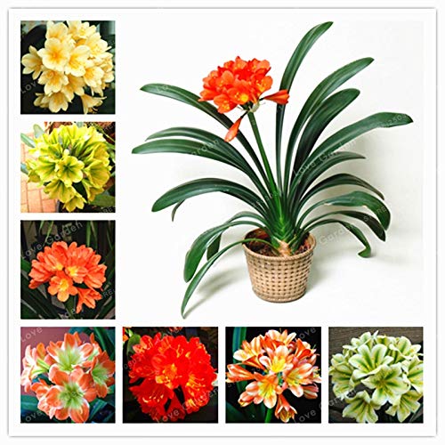 Sumpf frisch 100 Stück Clivia Blume SAMEN zum Pflanzen Mischfarbe 1 von Sump